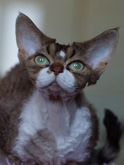 Котёнок девон рекс черепаховый